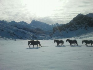 Caballos en la nieve