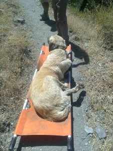 Rescate perro